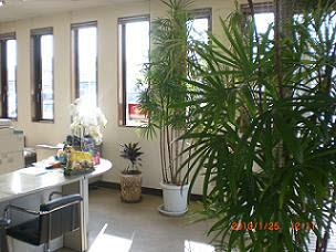 光と緑あふれる店内です。