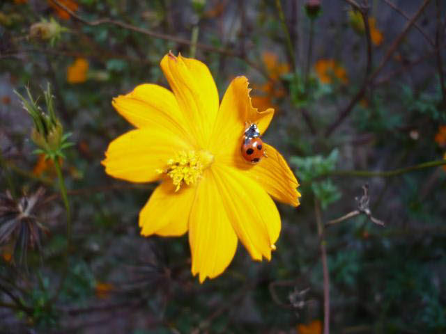 黄色い看板「(有)てんとうむ真」が目印です。