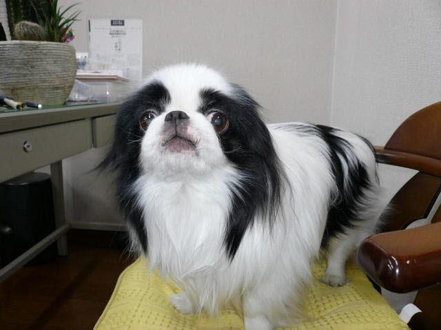 当社の看板犬「ぺぺ」です。