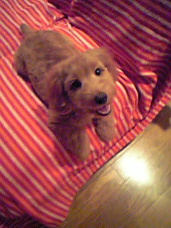 スタッフのトッティです。主にお客様のお相手を致します。会いに来て下さい。