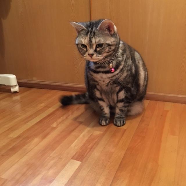 お客様と当店のマスコットと共に癒しの時間も作れるお店でありたいと思います。