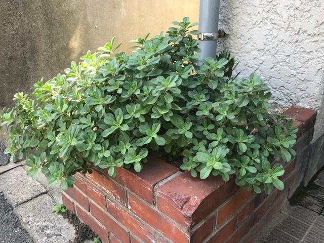 ポルトジンユが花壇に茂ってます。