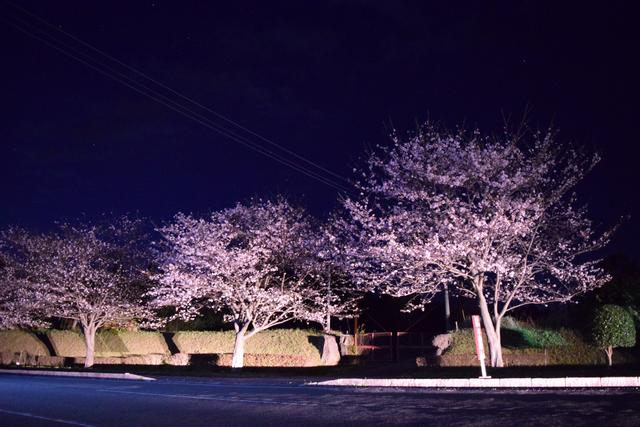 スウィートハウス通りは桜の名所となっております。