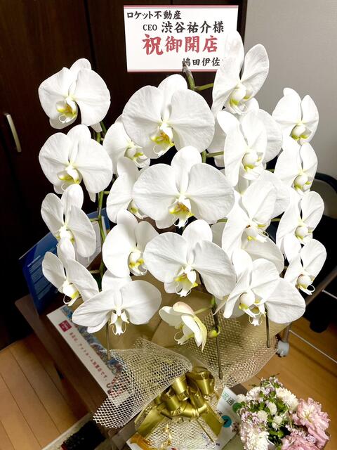 胡蝶蘭をいただきました。ありがとうございます。