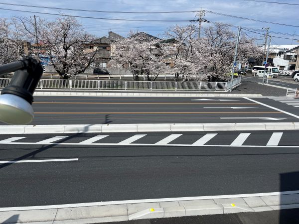 会社の向こう側の桜風景